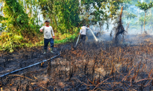 Pemulihan Hutan Pasca Kebakaran